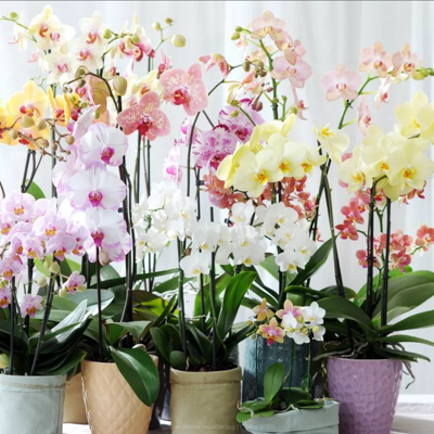 piante per scrivania rosàflor orchidea